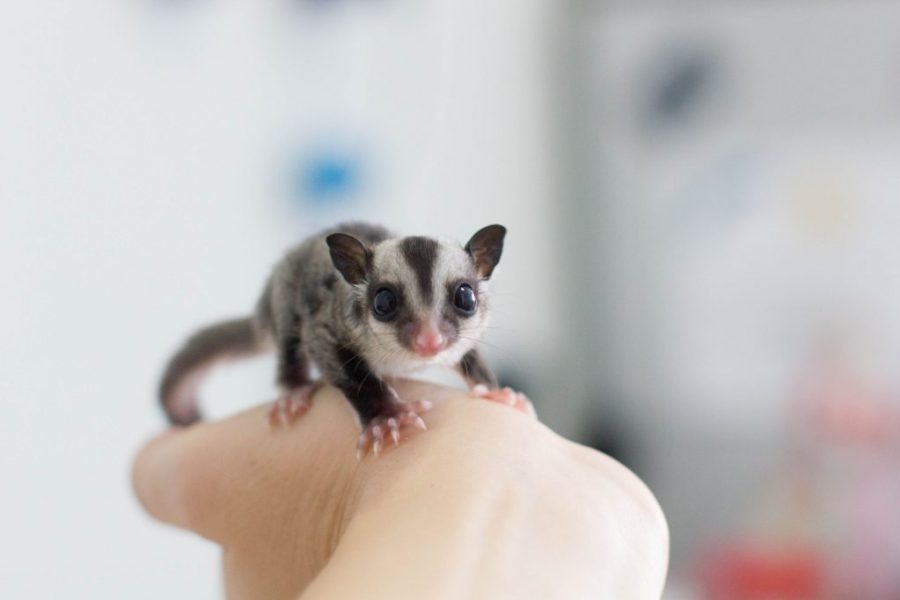 Pecinta Sugar Glider Ada Komunitasnya Lho!